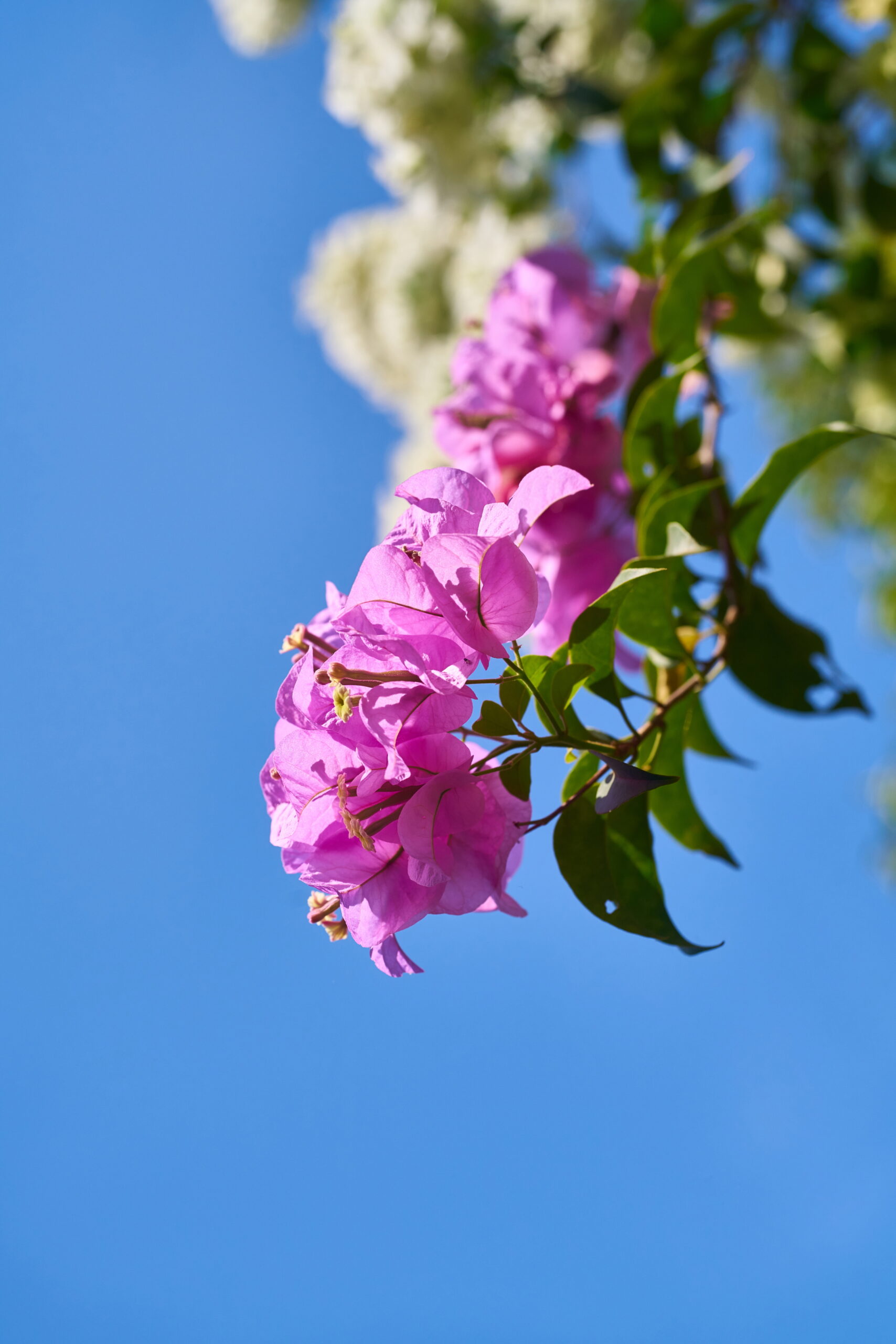 Rhododendron flowers in the Himalayas — the source of authentic mad honey